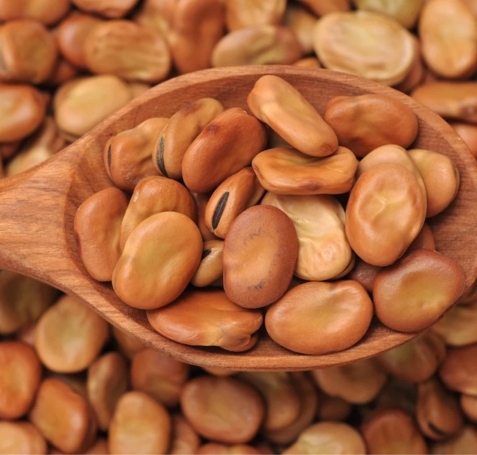 Broad Bean